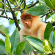 Weston Proboscis Monkey, Sunset & Fireflies Cruise Weston Proboscis Monkey, Sunset & Fireflies Cruise