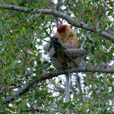 Weston Proboscis Monkey, Sunset & Fireflies Cruise Weston Proboscis Monkey, Sunset & Fireflies Cruise