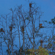 Weston Proboscis Monkey, Sunset & Fireflies Cruise Weston Proboscis Monkey, Sunset & Fireflies Cruise