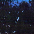 Weston Proboscis Monkey, Sunset & Fireflies Cruise Weston Proboscis Monkey, Sunset & Fireflies Cruise