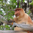 Borneo Cultural Village + Mangrove Cruise & Fireflies Borneo Cultural Village + Mangrove Cruise & Fireflies
