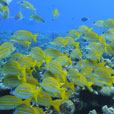 6D5N Layang Layang Island 6D5N Layang Layang Island