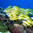 6D5N Layang Layang Island 6D5N Layang Layang Island