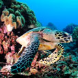 6D5N Layang Layang Island 6D5N Layang Layang Island