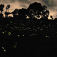 Kawa Kawa Mangrove And Fireflies Cruise Kawa Kawa Mangrove And Fireflies Cruise