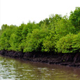 Kawa Kawa Mangrove And Fireflies Cruise Kawa Kawa Mangrove And Fireflies Cruise