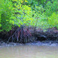 Kawa Kawa Mangrove And Fireflies Cruise Kawa Kawa Mangrove And Fireflies Cruise