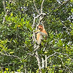 4D3N Kota Kinabalu + Kinabalu Park Heritage + Cultural Village + Mangroves Cruise & Fireflies ( 1 Night stay at Kundasang ) 4D3N Kota Kinabalu + Kinabalu Park Heritage + Cultural Village + Mangroves Cruise & Fireflies ( 1 Night stay at Kundasang )