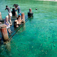 5D4N Kota Kinabalu + Nature Heritage + Island Excursion + Cultural Village + Mangroves Cruise 5D4N Kota Kinabalu + Nature Heritage + Island Excursion + Cultural Village + Mangroves Cruise