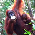 Semenggoh Orang Utan Nature Reserve Semenggoh Orang Utan Nature Reserve
