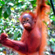 Semenggoh Orang Utan Nature Reserve Semenggoh Orang Utan Nature Reserve