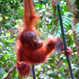 Semenggoh Orang Utan Nature Reserve Semenggoh Orang Utan Nature Reserve