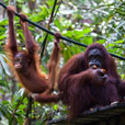 Semenggoh Orang Utan Nature Reserve Semenggoh Orang Utan Nature Reserve