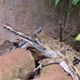Jong Crocodile Farm & Mini Zoo Jong Crocodile Farm & Mini Zoo