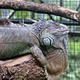 Jong Crocodile Farm & Mini Zoo Jong Crocodile Farm & Mini Zoo