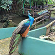 Jong Crocodile Farm & Mini Zoo Jong Crocodile Farm & Mini Zoo