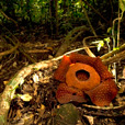 Gunung Gading National Park Gunung Gading National Park