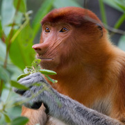 2D1N Bako National Park - Proboscis Monkey 2D1N Bako National Park - Proboscis Monkey