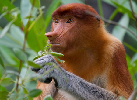 2D1N Bako National Park - Proboscis Monkey