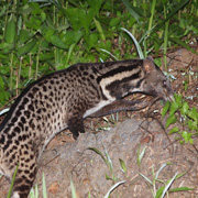 3D2N Tabin Wildlife Safari 3D2N Tabin Wildlife Safari