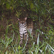 3D2N Tabin Wildlife Safari 3D2N Tabin Wildlife Safari
