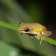 3D2N Tabin Wildlife Safari 3D2N Tabin Wildlife Safari