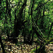 3D2N Danum Valley Rainforest Experience 3D2N Danum Valley Rainforest Experience