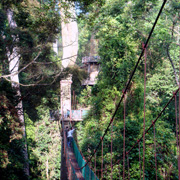 3D2N Danum Valley Rainforest Experience 3D2N Danum Valley Rainforest Experience