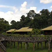 4D3N Danum Valley Rainforest Experience 4D3N Danum Valley Rainforest Experience