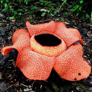 4D3N Danum Valley Rainforest Experience 4D3N Danum Valley Rainforest Experience