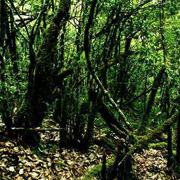 4D3N Danum Valley Rainforest Experience 4D3N Danum Valley Rainforest Experience