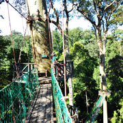 4D3N Danum Valley Rainforest Experience 4D3N Danum Valley Rainforest Experience