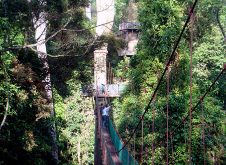 4D3N Danum Valley Rainforest Experience