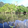 Mangrove & Cave Exploration Mangrove & Cave Exploration