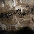 Mangrove & Cave Exploration Mangrove & Cave Exploration