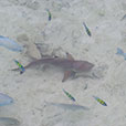 Payar Island Snorkeling – Beach Package Payar Island Snorkeling – Beach Package