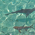 Payar Island Snorkeling – Platform Package Payar Island Snorkeling – Platform Package