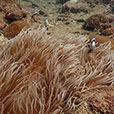 Payar Island – Discover Scuba Dive (DSD) For Non-Cert Diver Payar Island – Discover Scuba Dive (DSD) For Non-Cert Diver