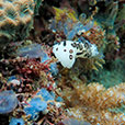Payar Island Fun Dive - For Cert Diver Payar Island Fun Dive - For Cert Diver