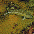 Payar Island Fun Dive - For Cert Diver Payar Island Fun Dive - For Cert Diver