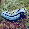 Payar Island Fun Dive - For Cert Diver Payar Island Fun Dive - For Cert Diver