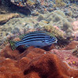 Payar Island Fun Dive - For Cert Diver Payar Island Fun Dive - For Cert Diver