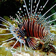 Payar Island Fun Dive - For Cert Diver Payar Island Fun Dive - For Cert Diver