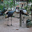 3D2N Langkawi Island & Sea Tour 3D2N Langkawi Island & Sea Tour