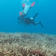 5D4N Luconia Shoals Diving (Liveaboard) 5D4N Luconia Shoals Diving (Liveaboard)