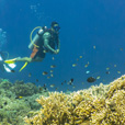 5D4N Luconia Shoals Diving (Liveaboard) 5D4N Luconia Shoals Diving (Liveaboard)