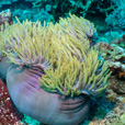 5D4N Luconia Shoals Diving (Liveaboard) 5D4N Luconia Shoals Diving (Liveaboard)
