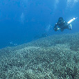 5D4N Luconia Shoals Diving (Liveaboard) 5D4N Luconia Shoals Diving (Liveaboard)