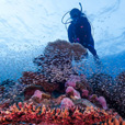 5D4N Luconia Shoals Diving (Liveaboard) 5D4N Luconia Shoals Diving (Liveaboard)