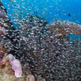 5D4N Luconia Shoals Diving (Liveaboard) 5D4N Luconia Shoals Diving (Liveaboard)